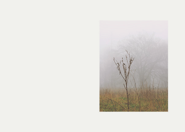 This is a photo from the series "nature". It is bright and foggy. In the foreground it shows a bush of weeds on a yellowish green meadow. In the background you can see a pale tree in the fog.