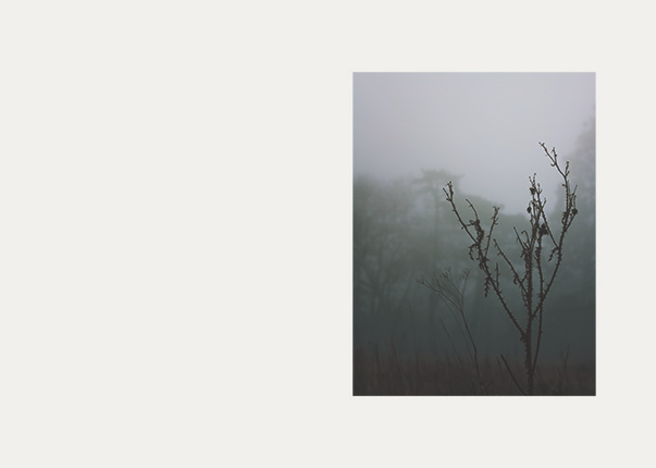 This is a photo from the series "nature". It is foggy and dark. In the Fordergund it shows a bush weeds. In the hinderund are trees in the fog.