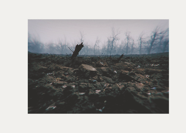 This is a photo from the series "nature". This photo shows a plowed field on almost the whole picture. In the middle of the picture a branch sticks out of the field. In the background you can see diseased trees.