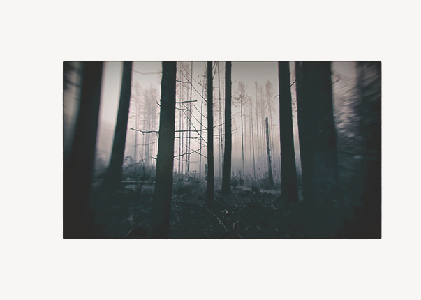 This is a photo from the series "nature". It is a very dark picture. It shows some conifers in the forest that have lost almost all needles and branches.